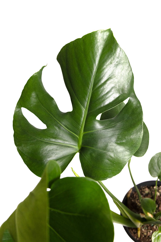 Monstera Deliciosa