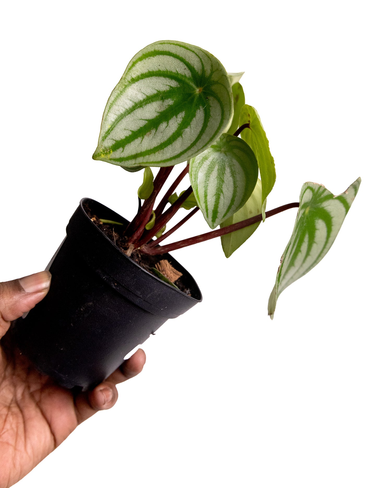 Peperomia Watermelon