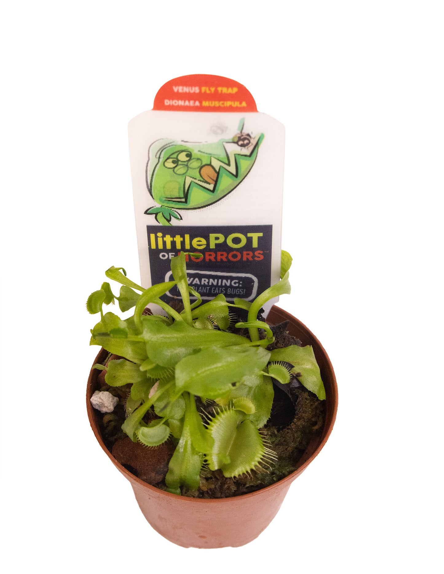 Venus Fly Trap