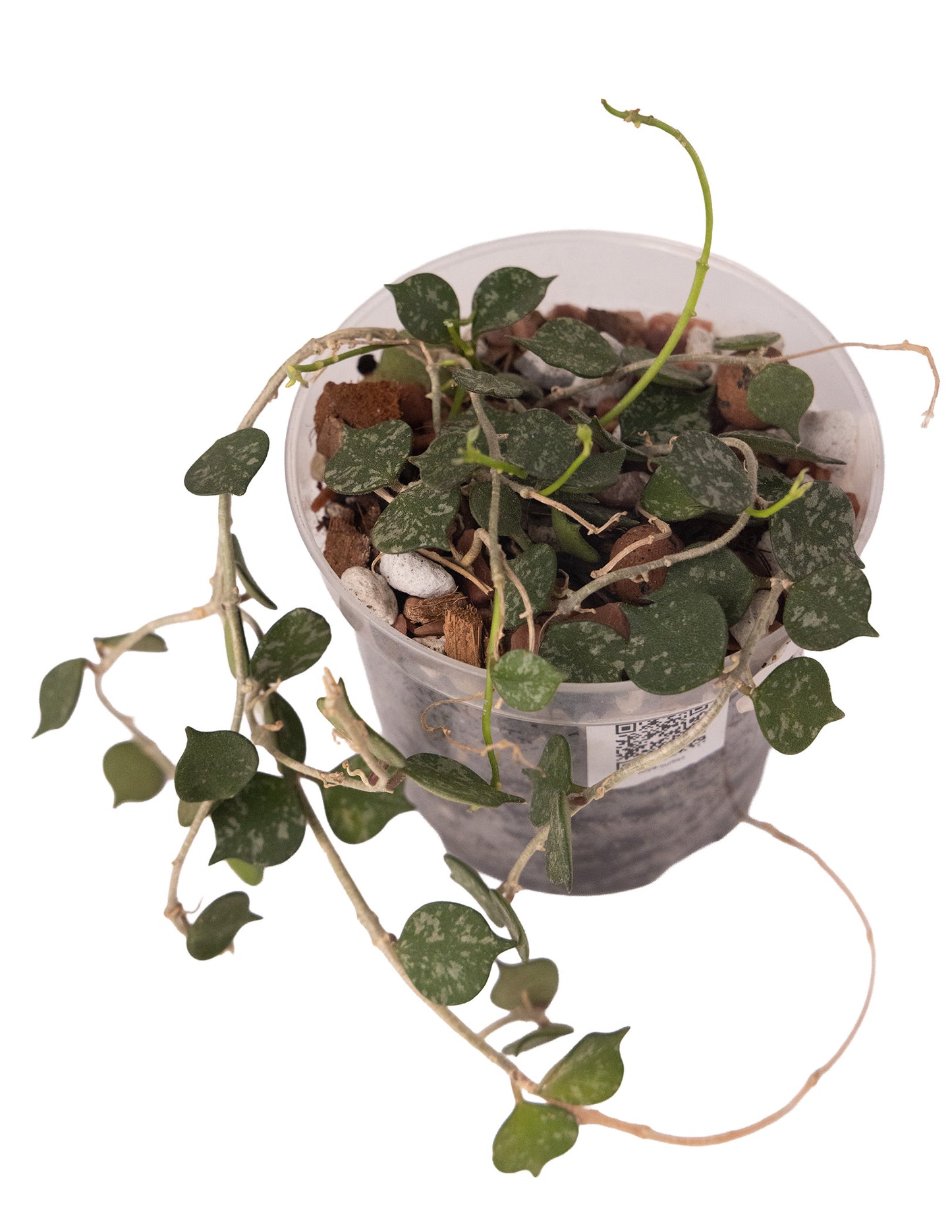 Hoya Curtisii