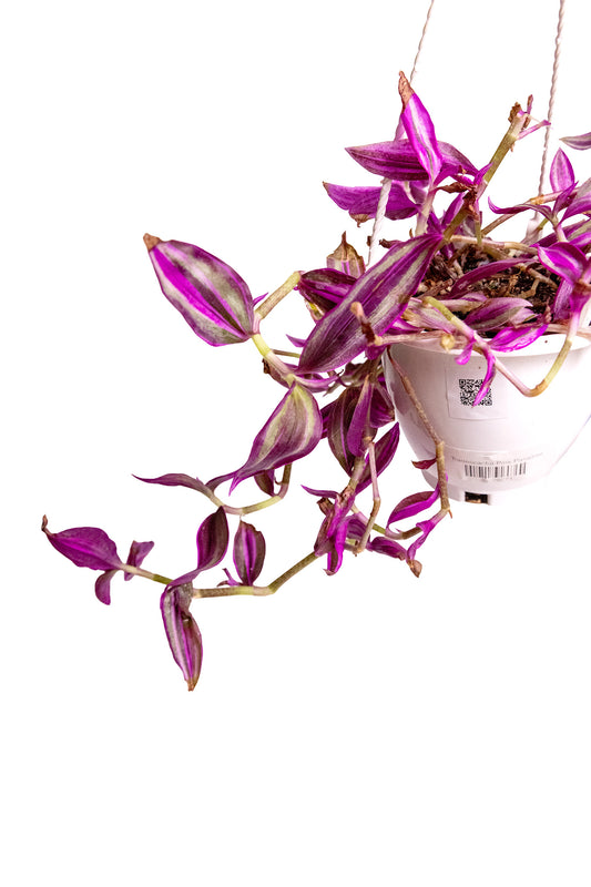 Tradescantia Pink Paradise
