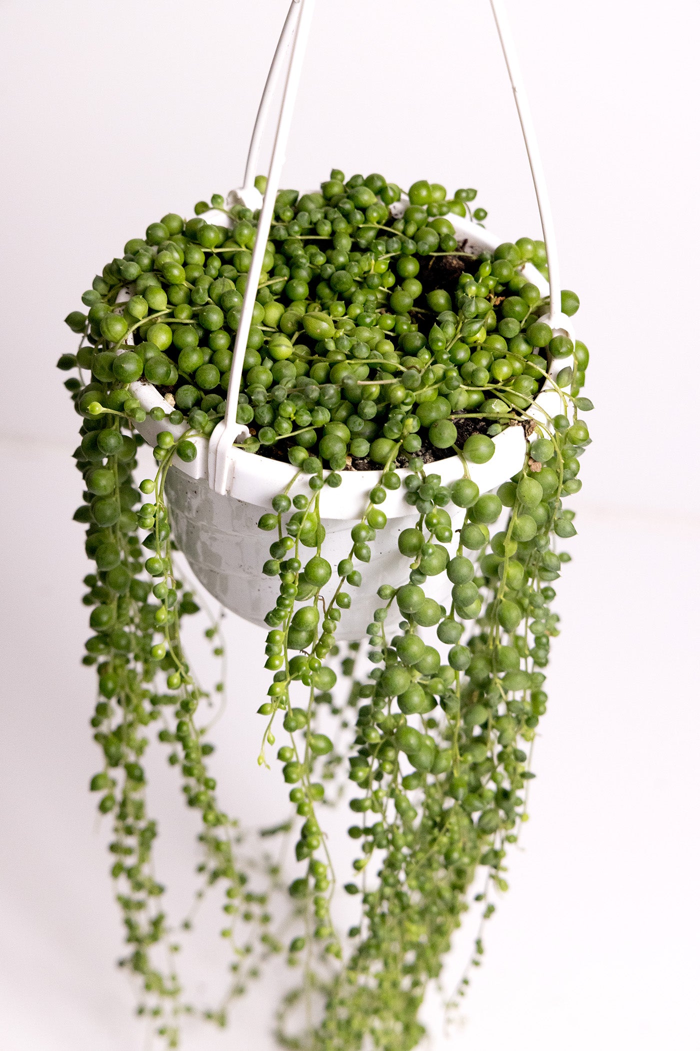 String Of Pearls