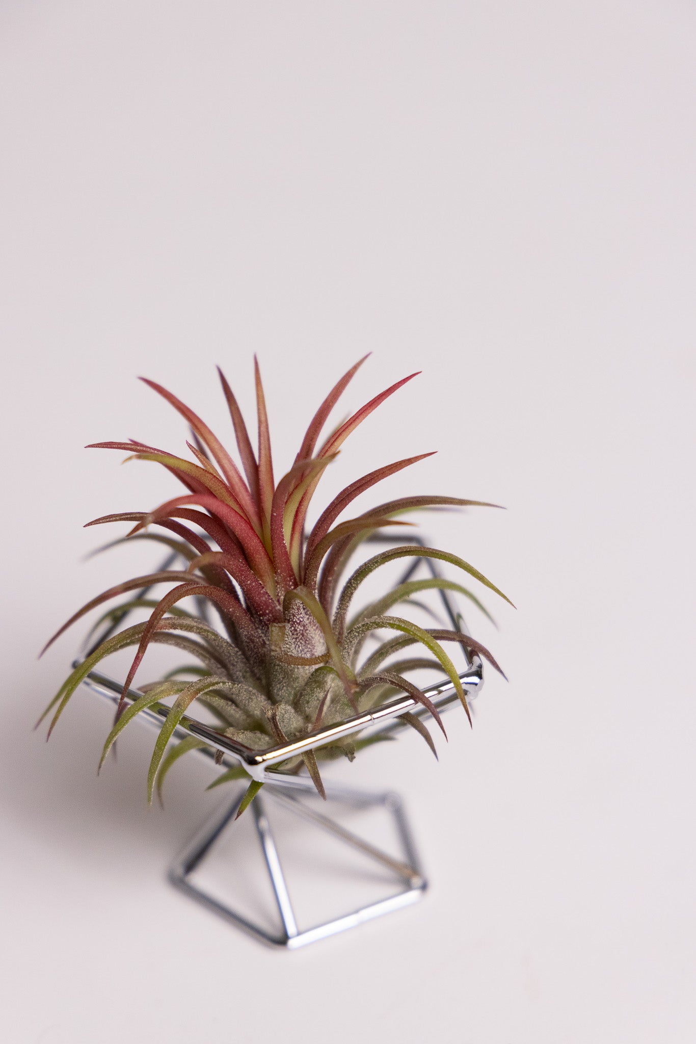 Air plants