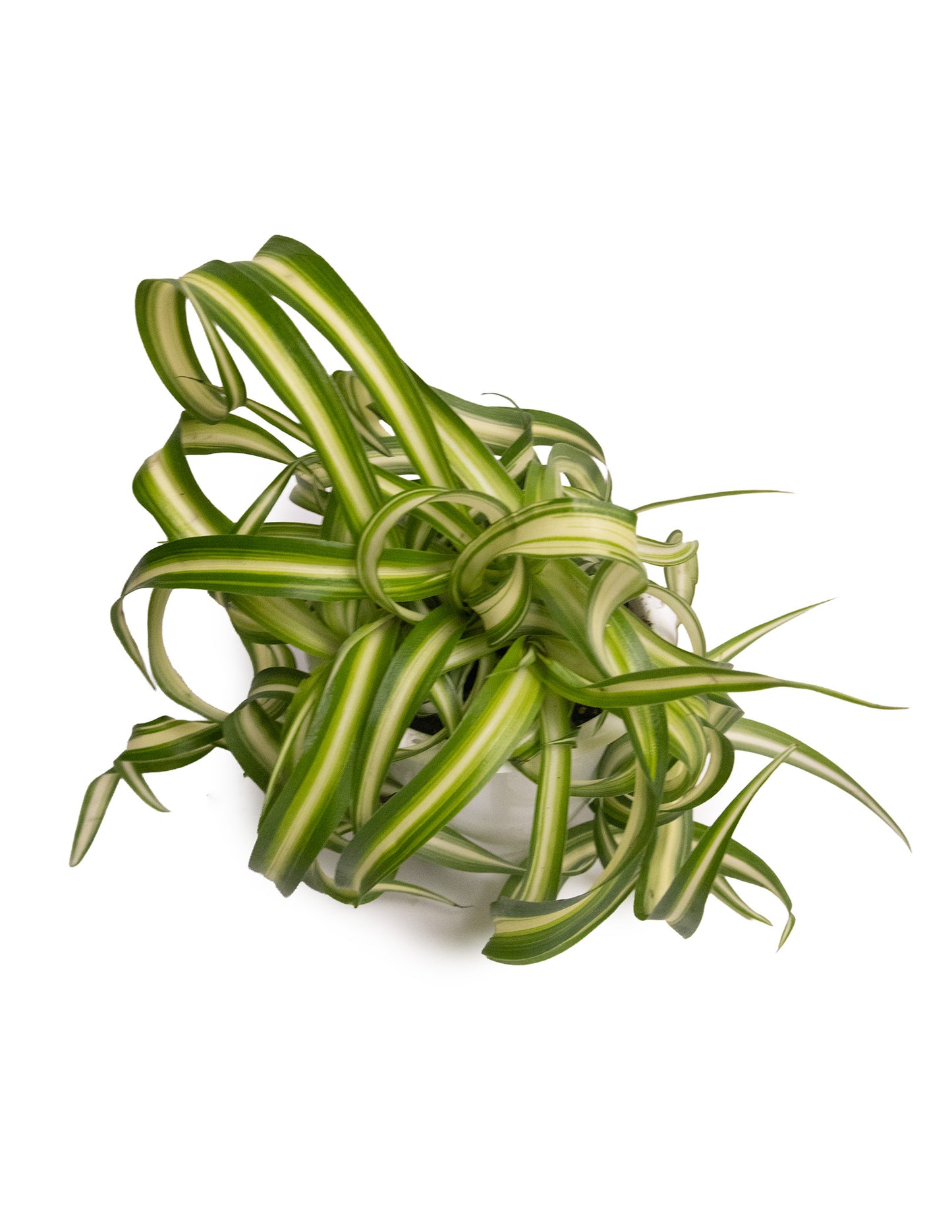 Spider Plant Bonnie