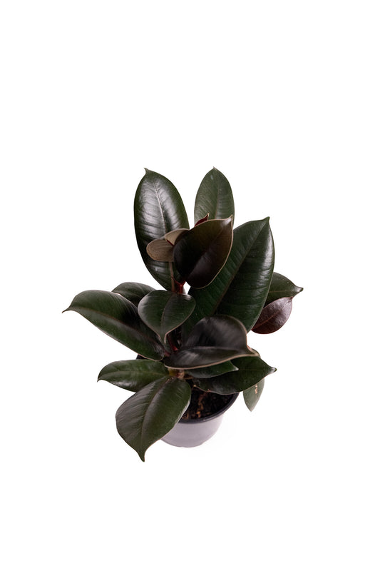 Ficus Burgundy Rubber Tree