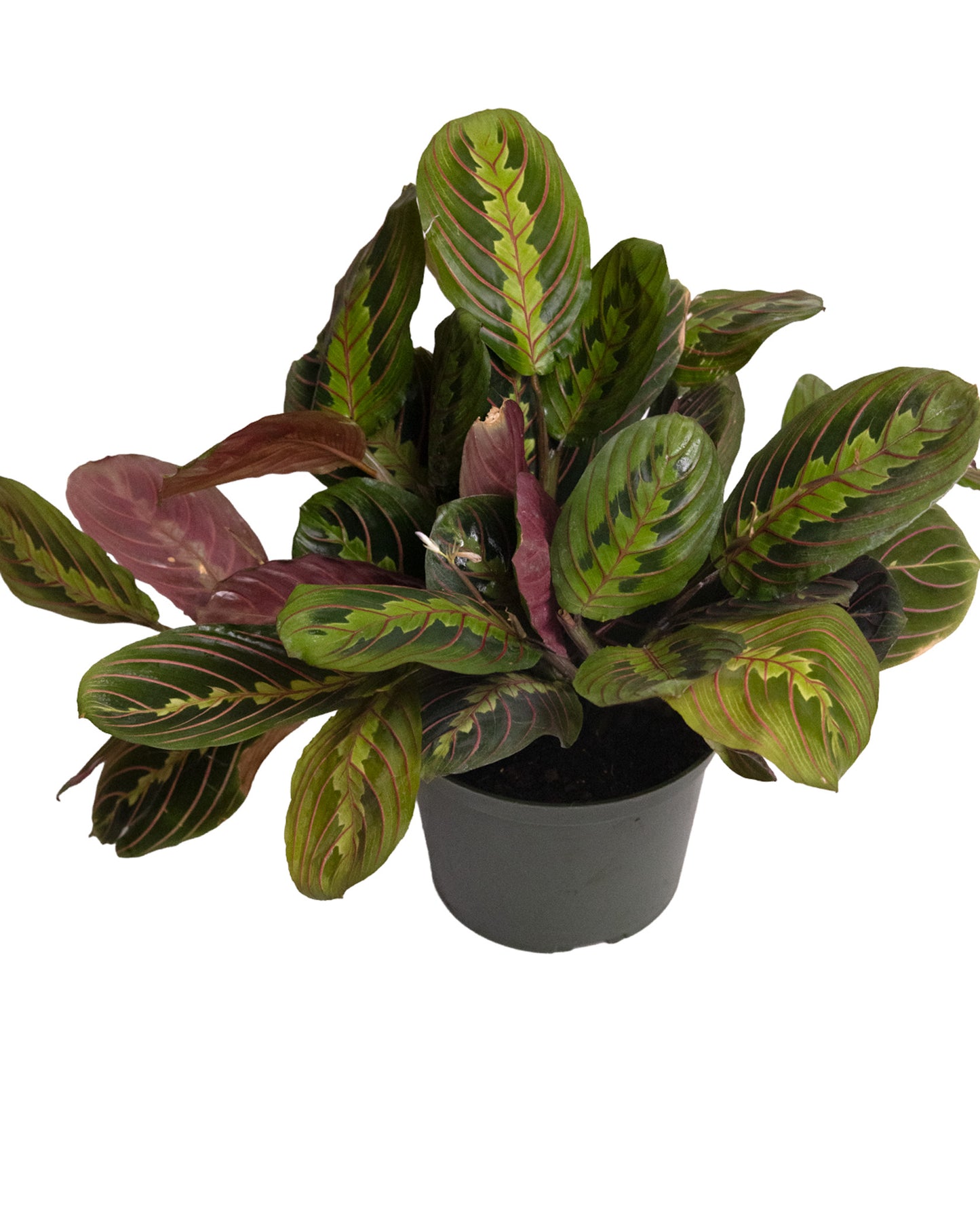 Red Maranta {Prayer Plant}