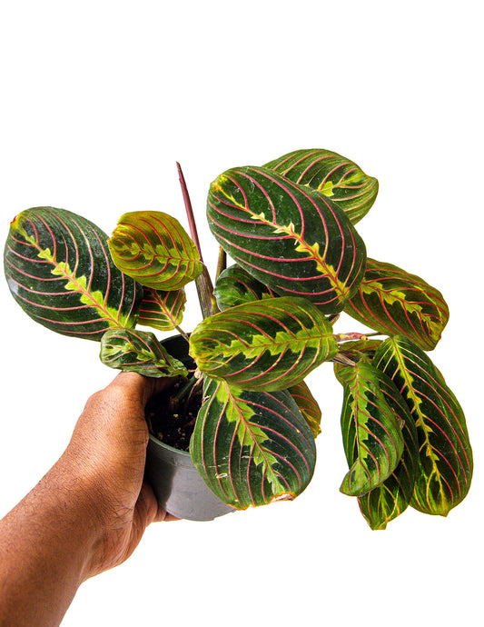 Red Maranta {Prayer Plant}