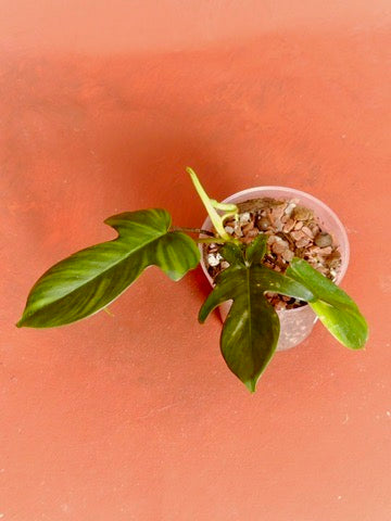 Philodendron Florida Beauty