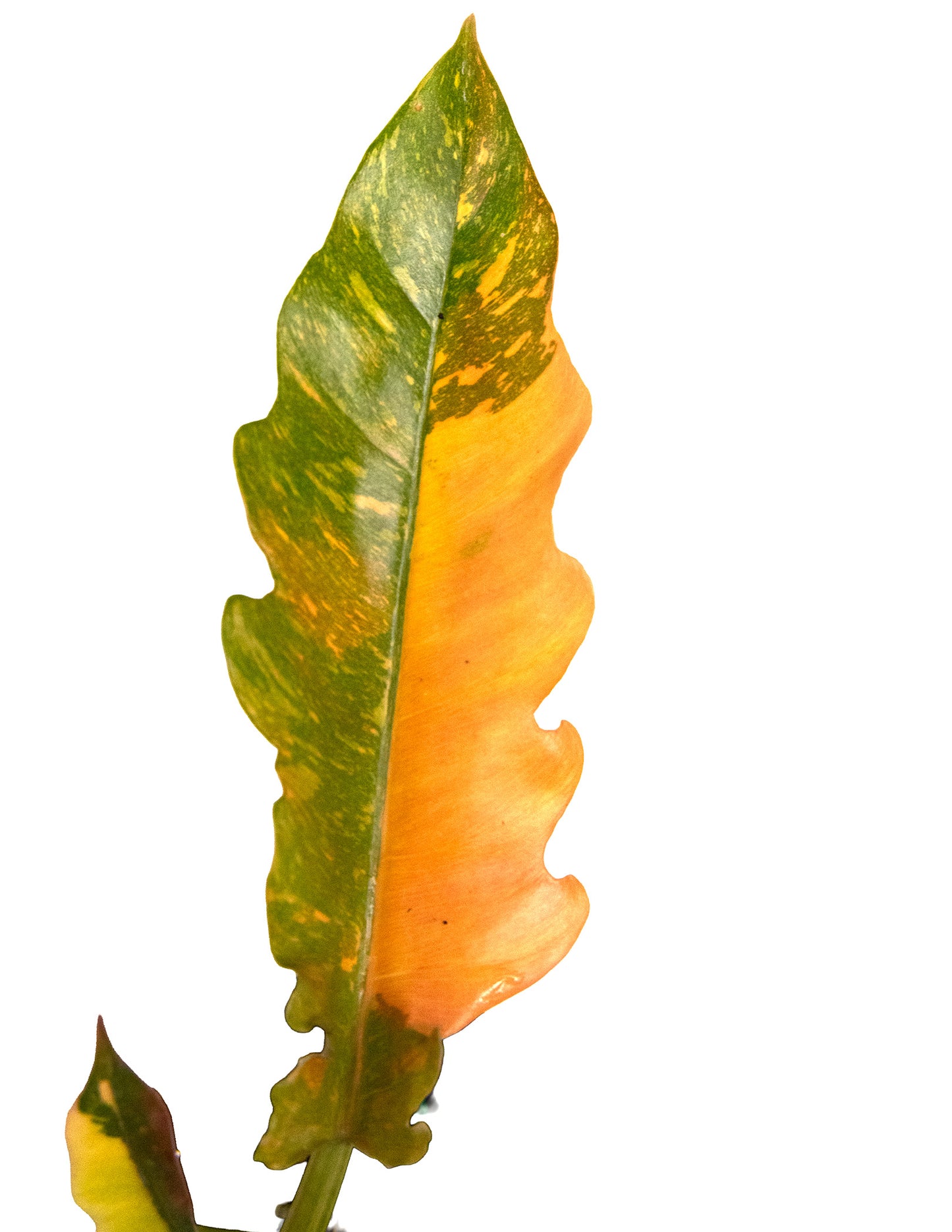 Philodendron Ring of Fire