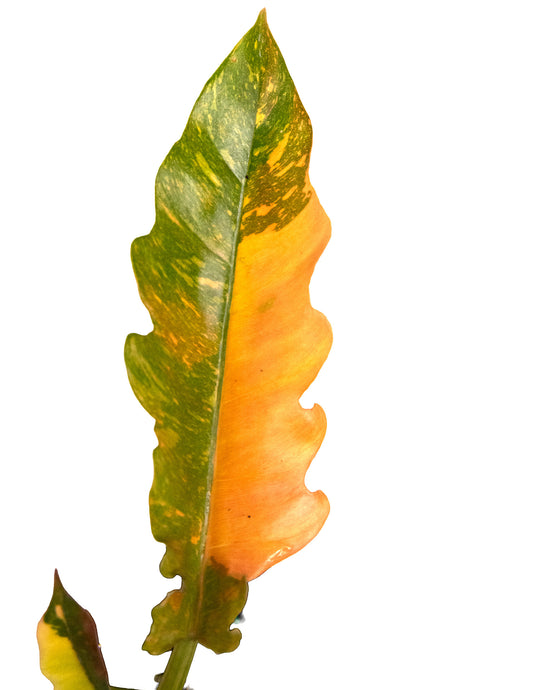 Philodendron Ring of Fire