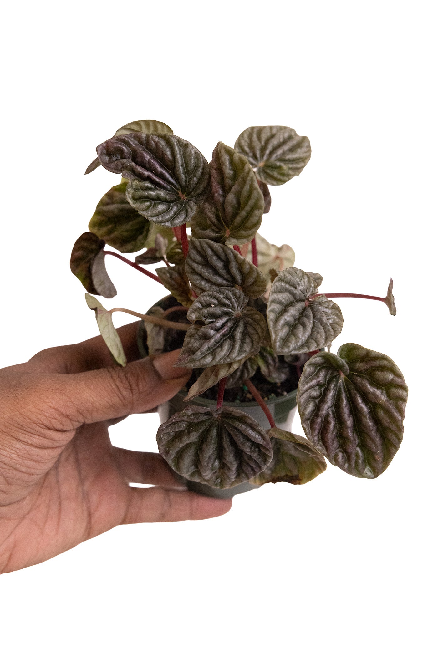 Peperomia Grey Luna
