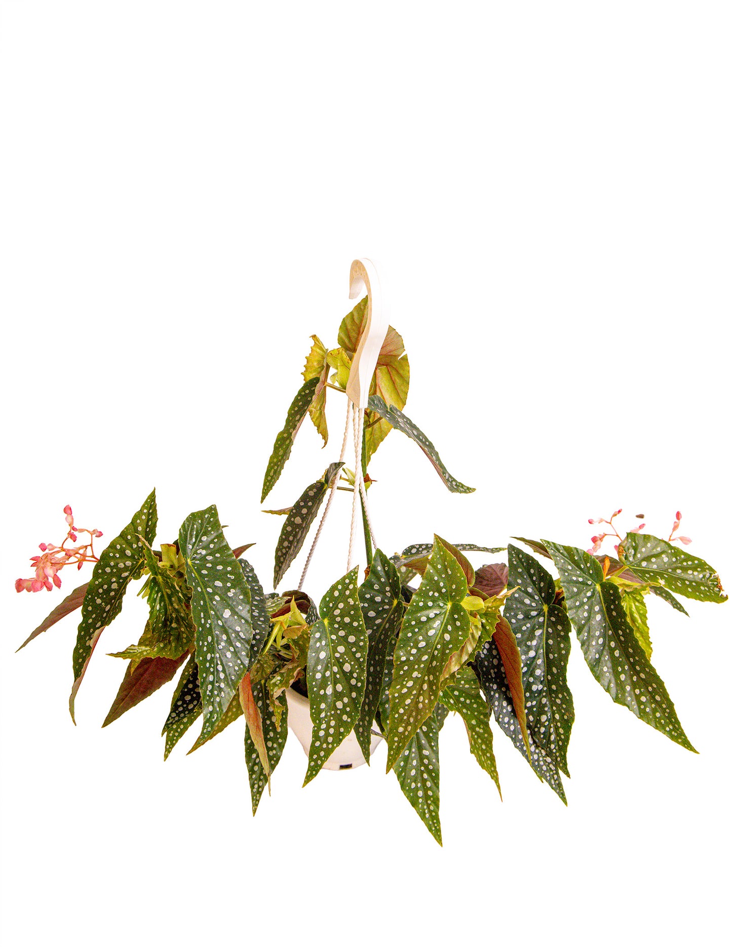 Begonia White Ice