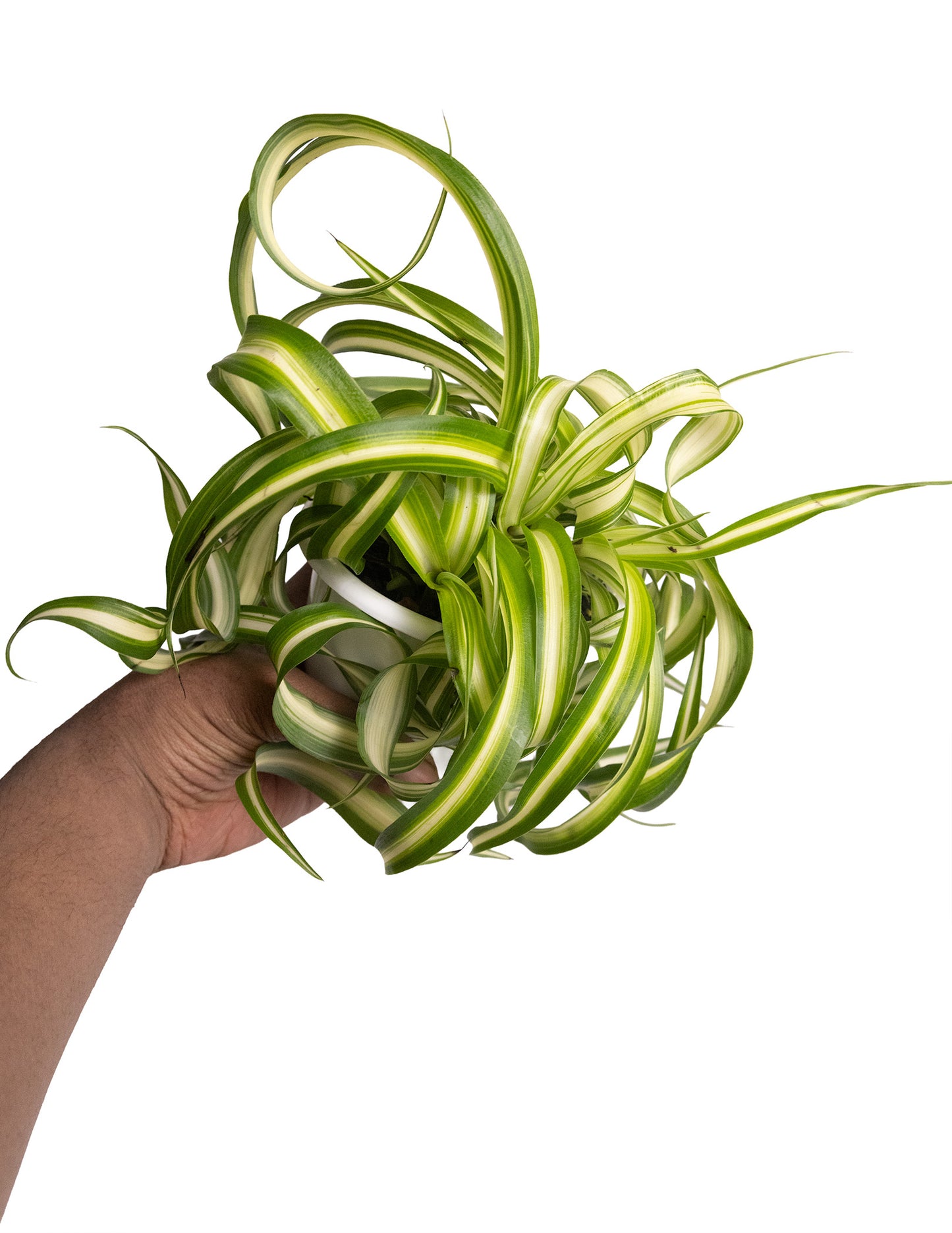 Spider Plant Bonnie