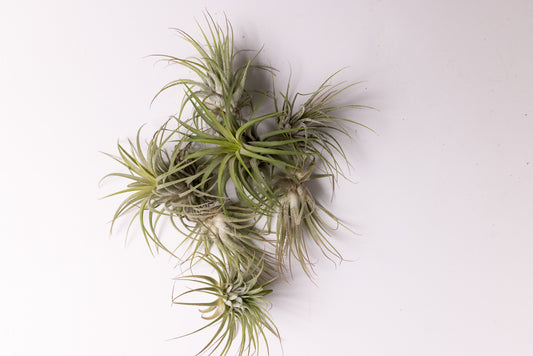 Air plants