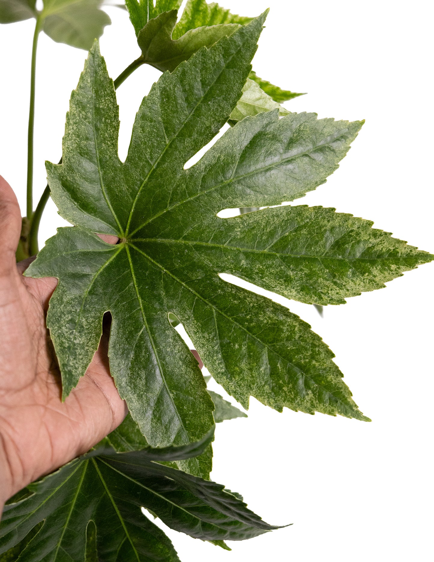 Fatsia japonica ‘Spider’s Web