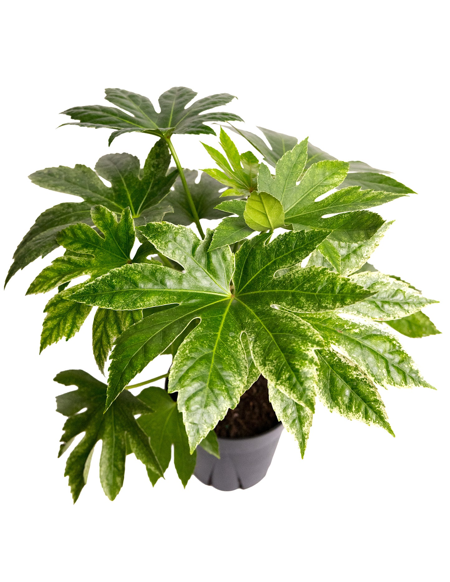 Fatsia japonica ‘Spider’s Web