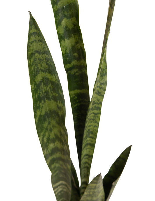 Snake Plant Sansevieria
