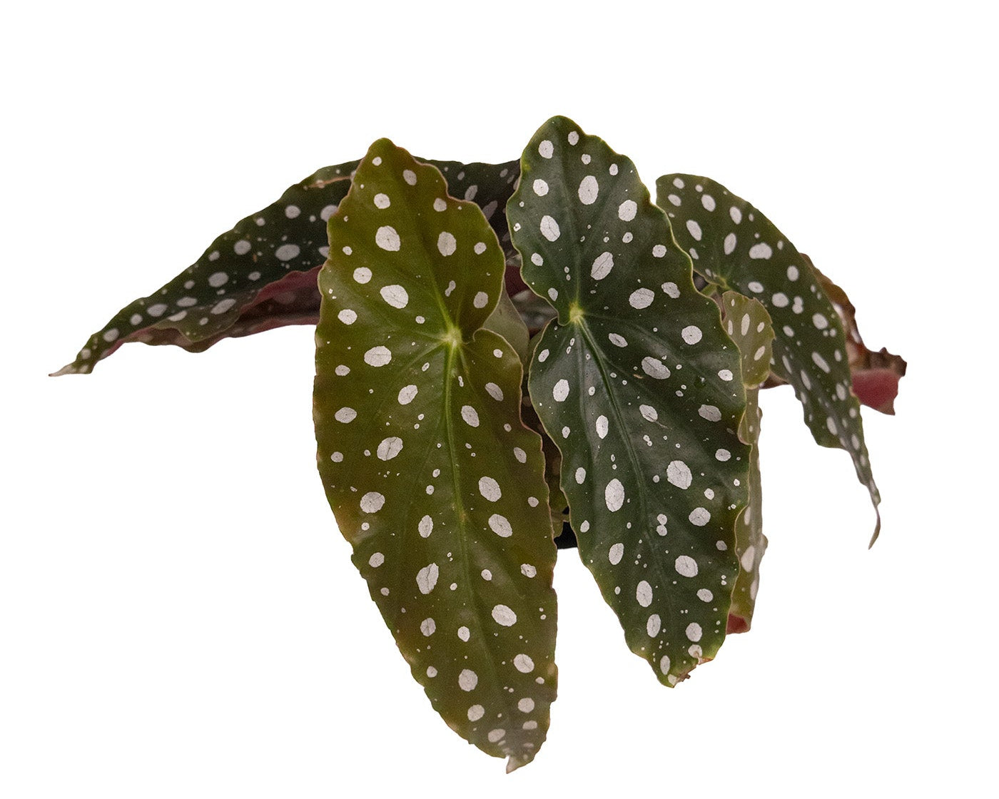 Begonia Maculata