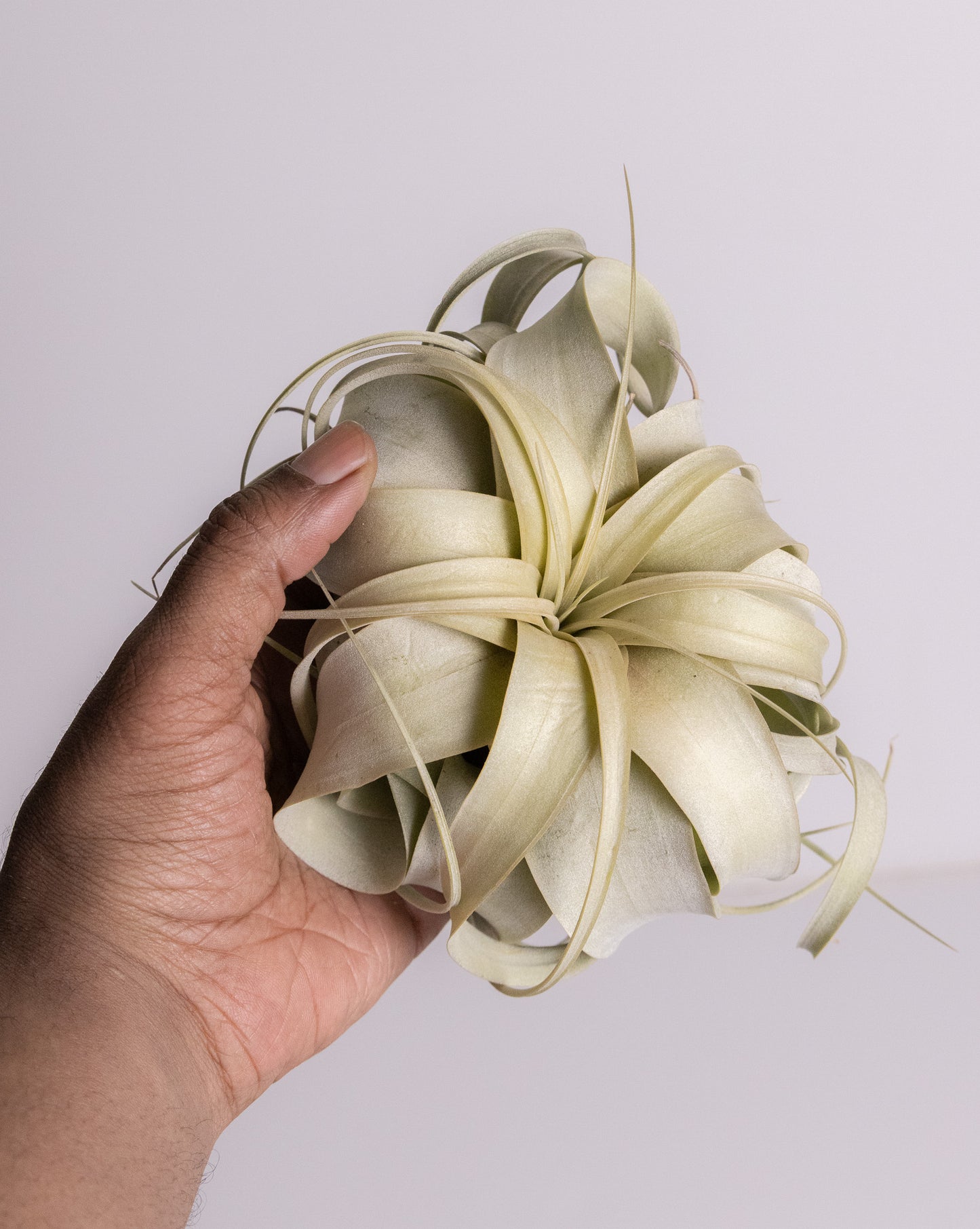 Air plants