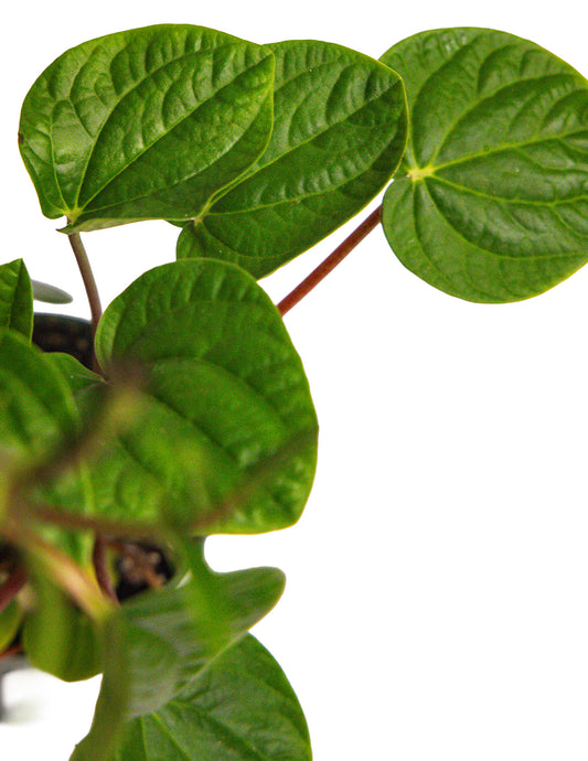 Peperomia Rana Verde
