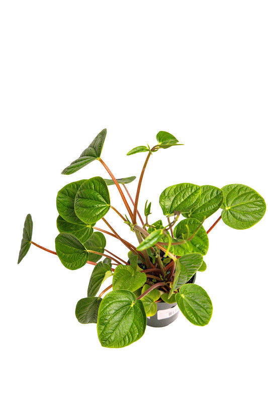 Peperomia Rana Verde