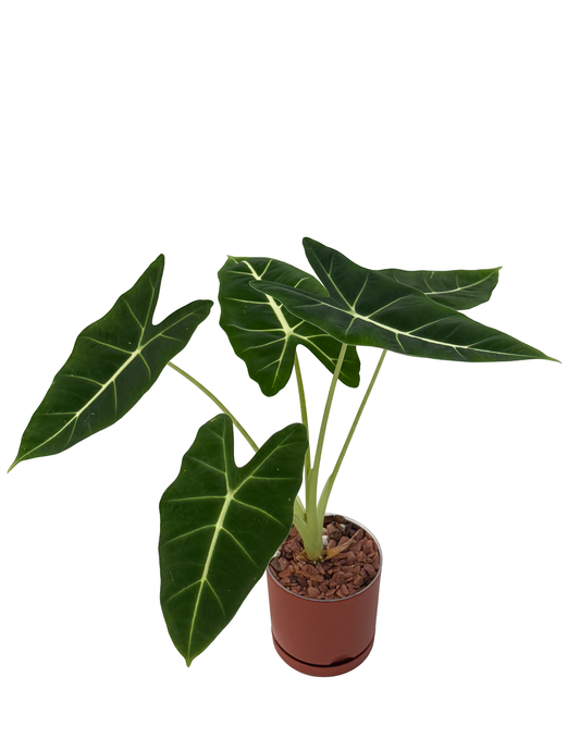 Alocasia Frydek