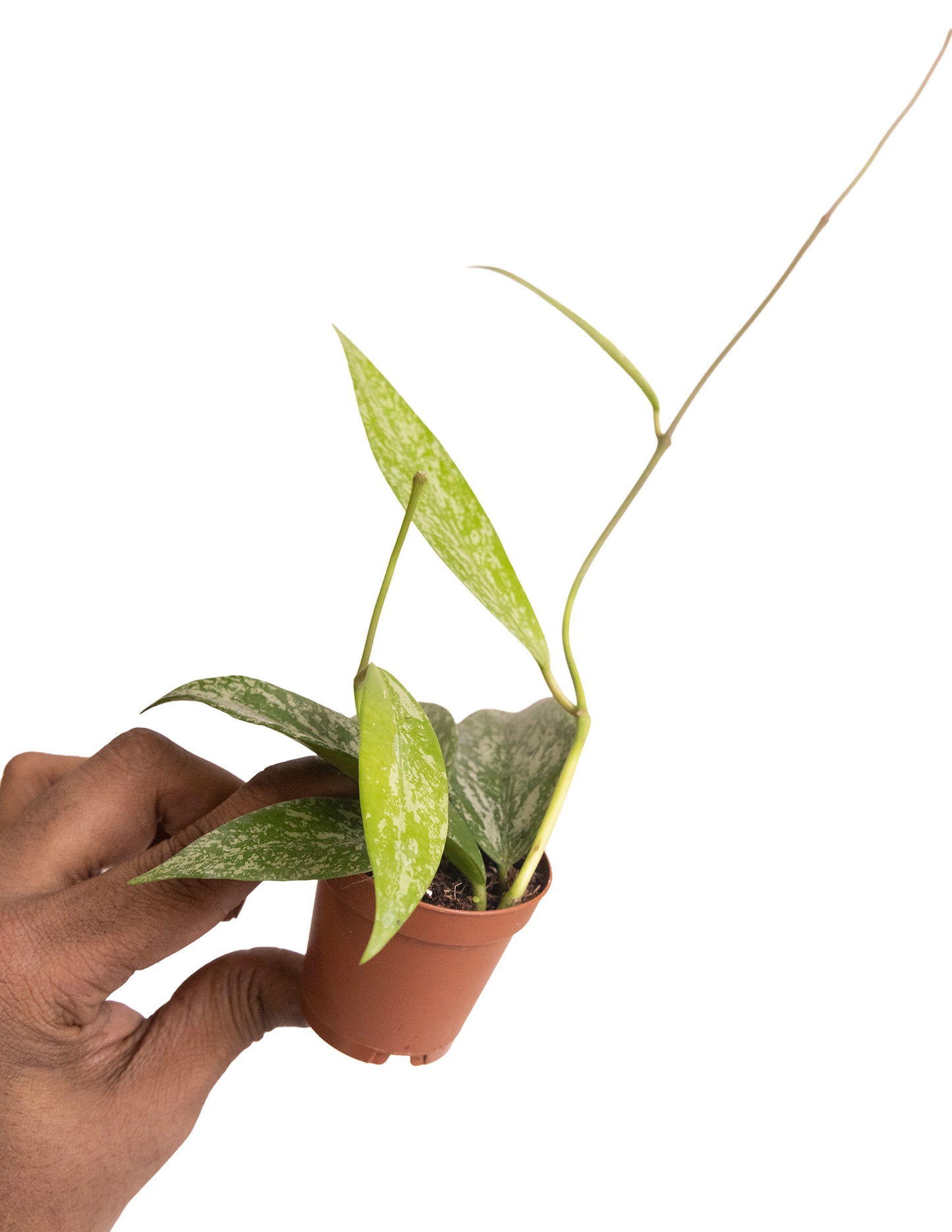 Hoya Pubicalyx