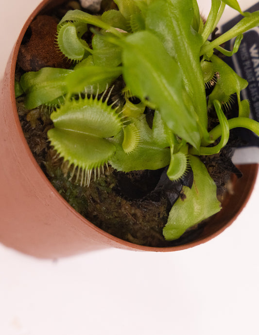 Venus Fly Trap