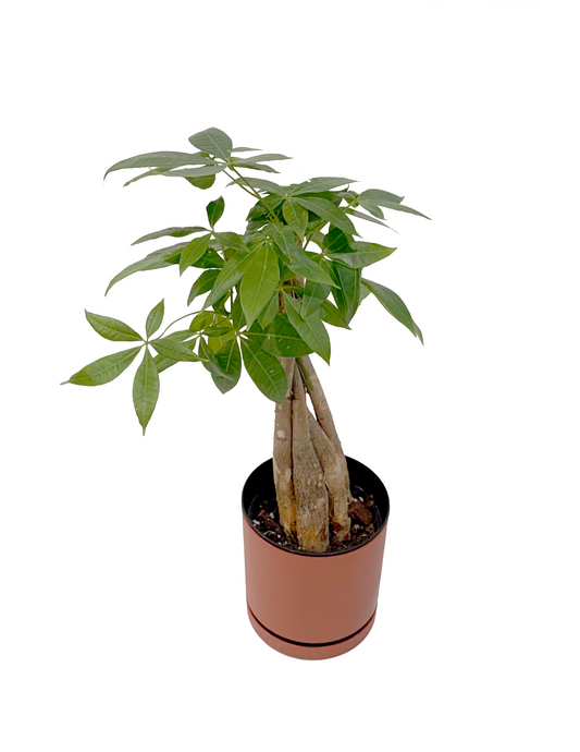 Money Tree
