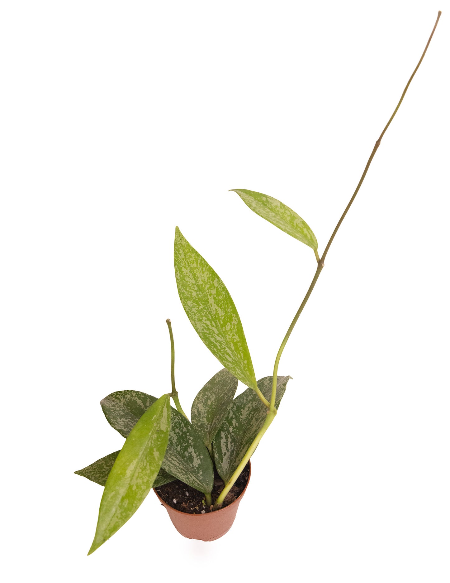 Hoya Pubicalyx