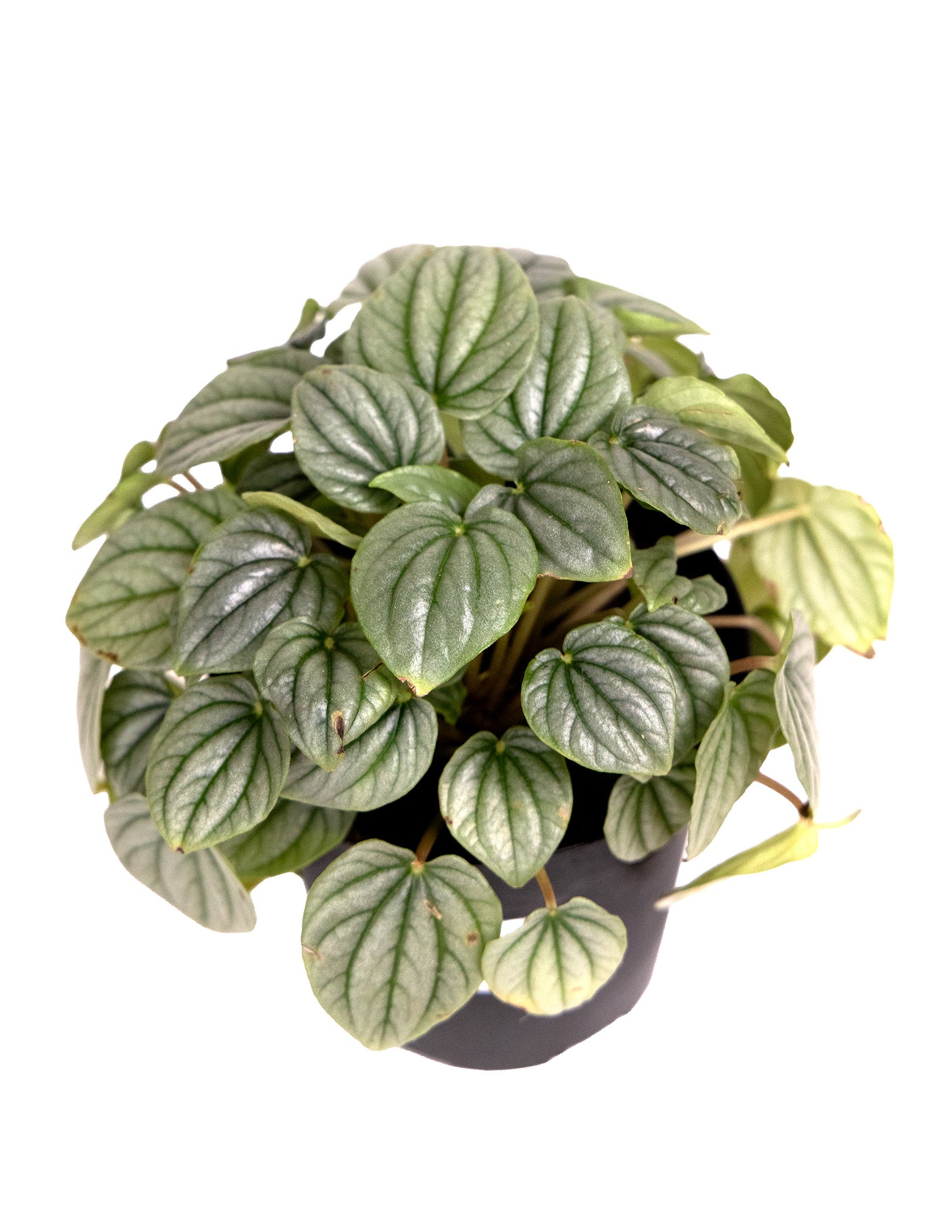 Peperomia Frost