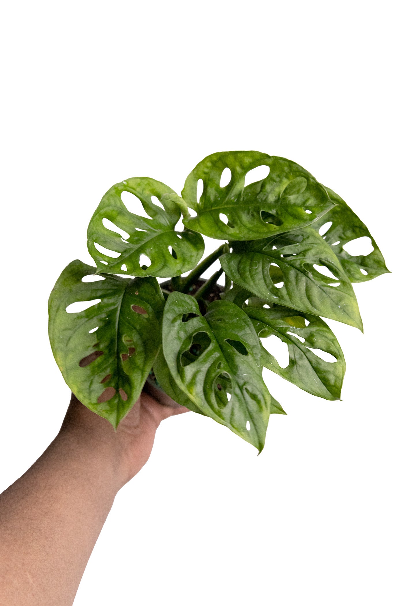 Monstera Adansonii