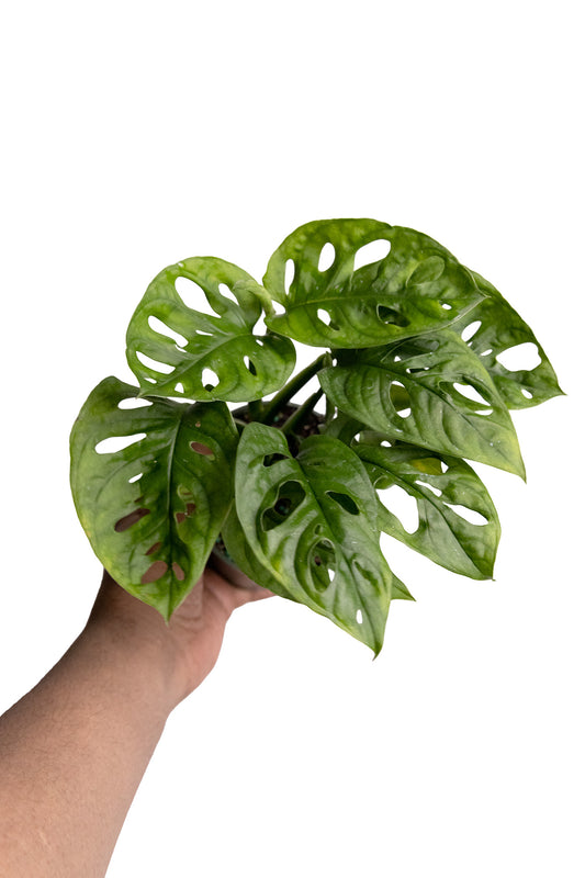 Monstera Adansonii
