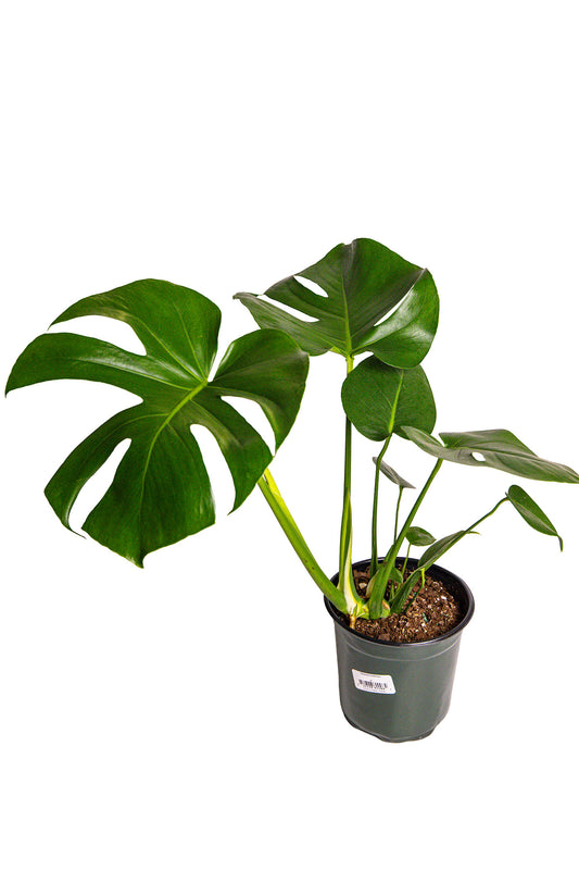 Monstera Deliciosa
