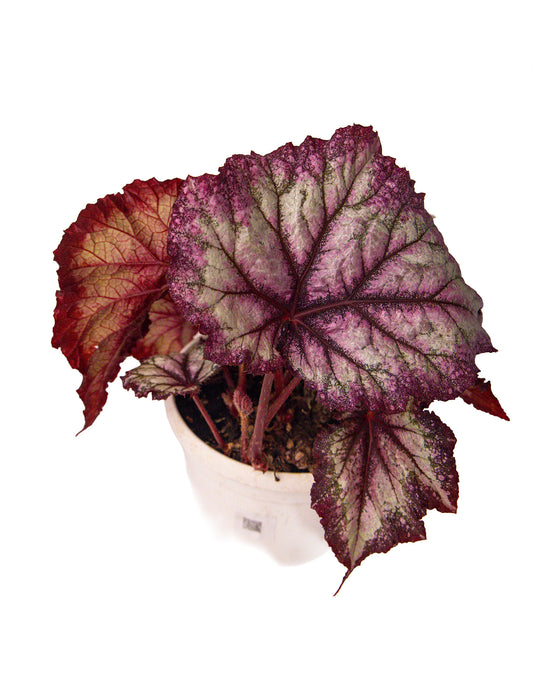 Begonia ‘Emma’s Revolution’ Hybrid