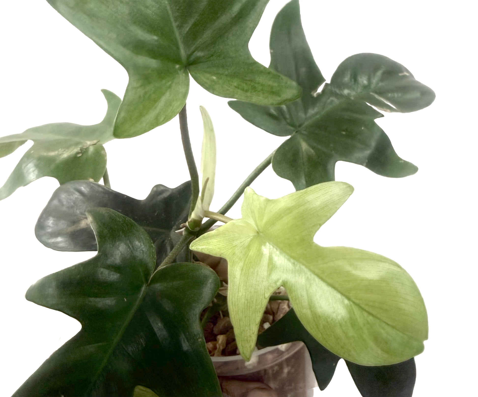 philodendron 'florida ghost' Florida Ghost Mint | Rare Mint Philodendron