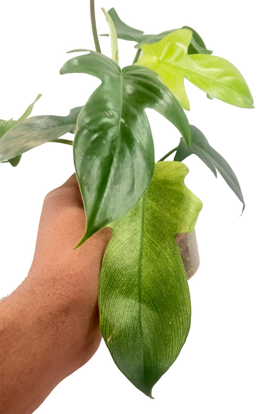 Philodendron Florida Ghost (Mint)