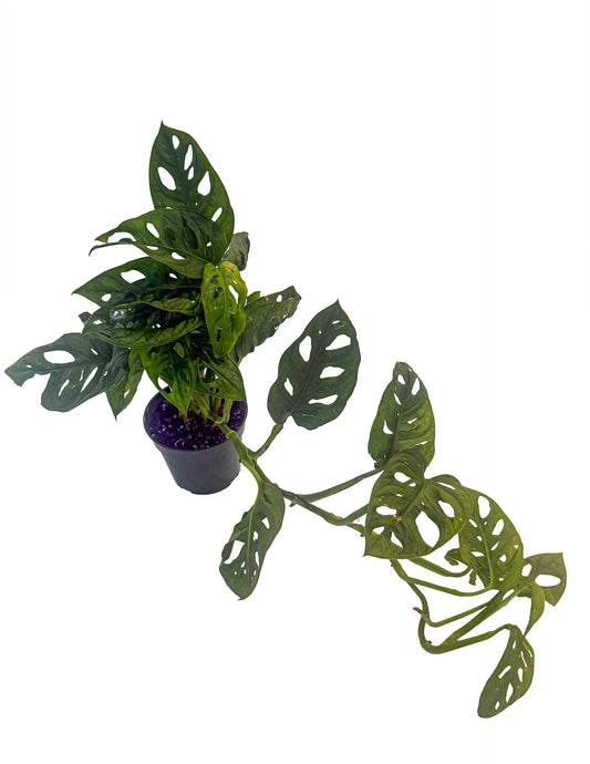Monstera Adansonii