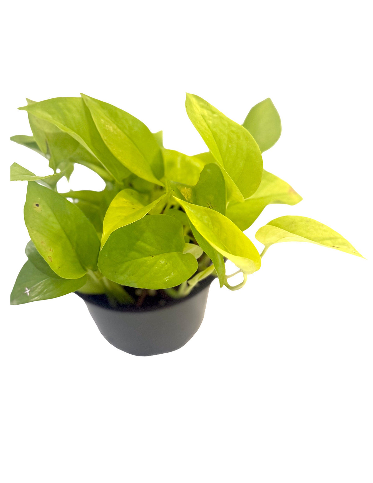 Neon Pothos 5”