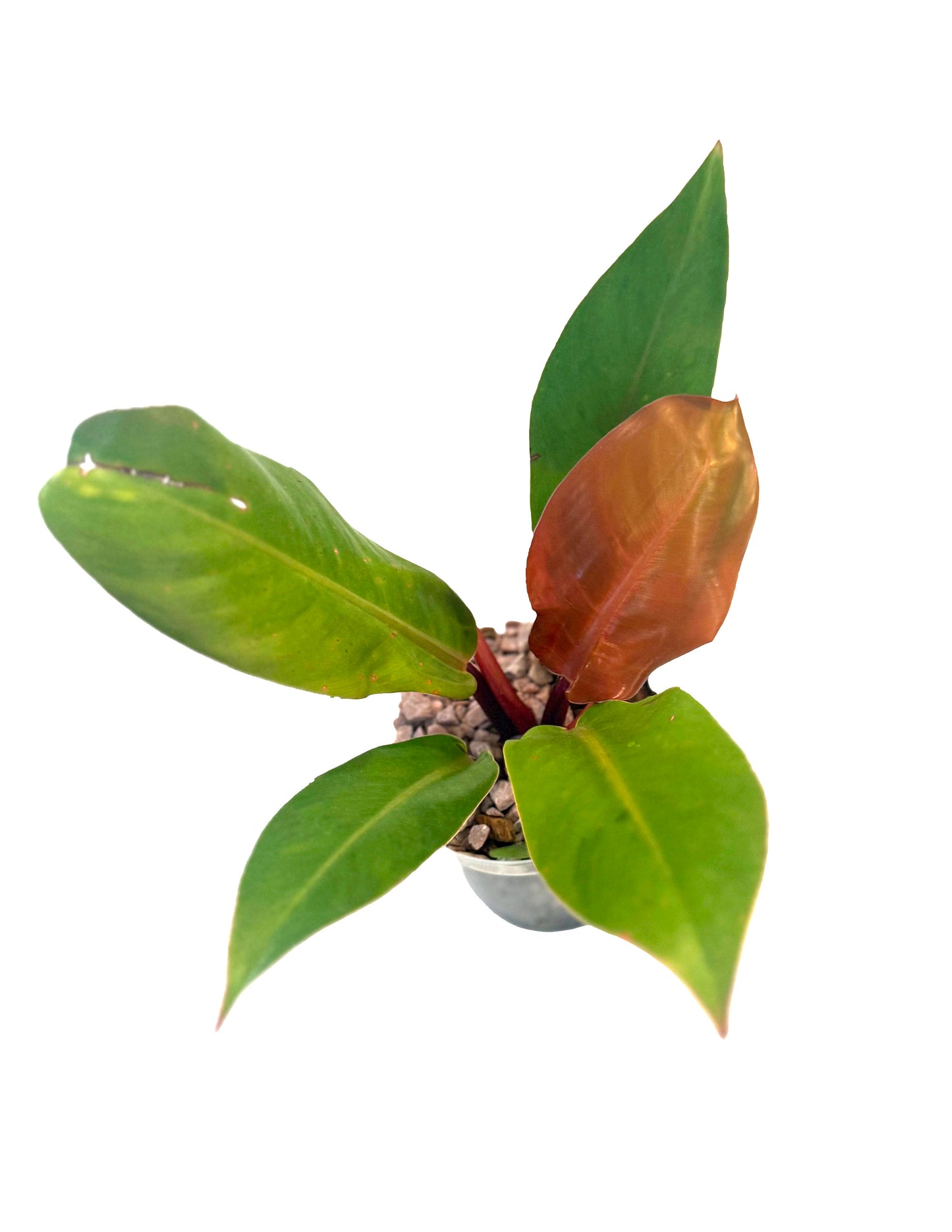 Philodendron Prince of Orange
