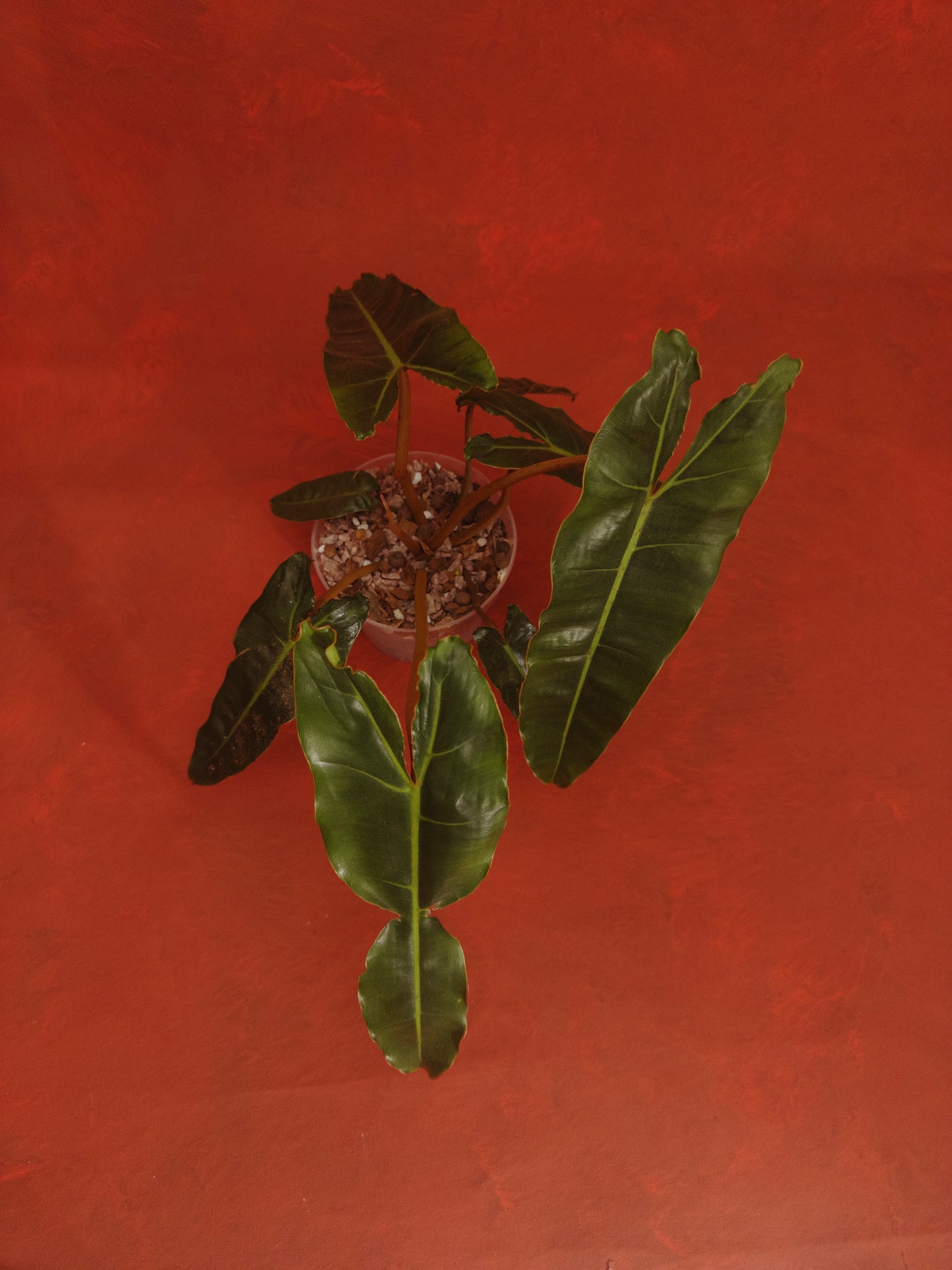 Philodendron  Billietiae