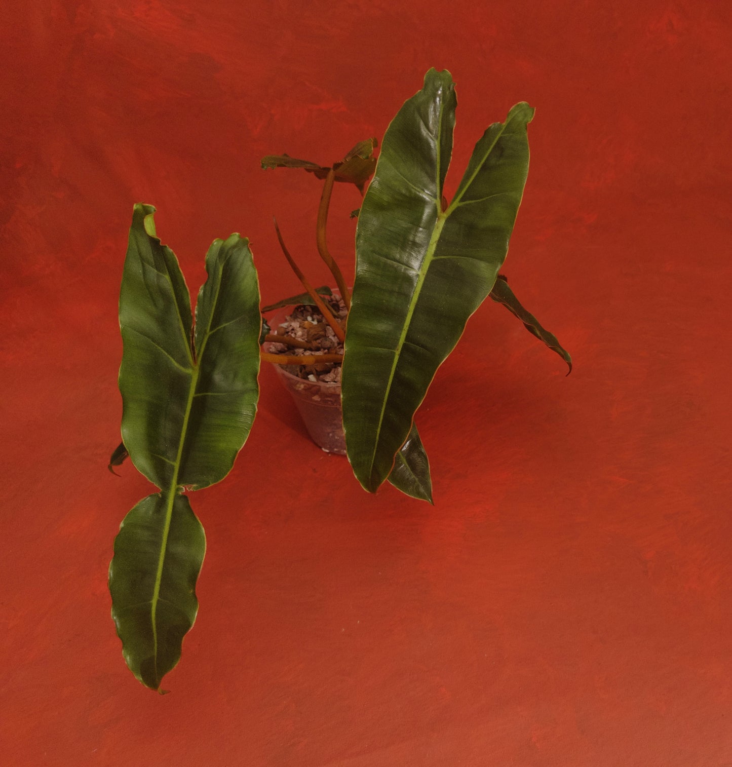 Philodendron  Billietiae