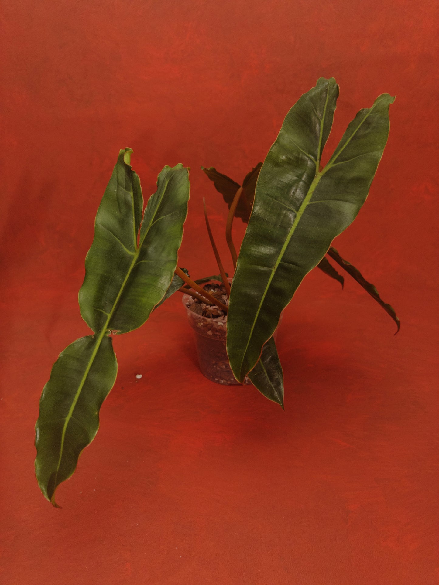 Philodendron  Billietiae