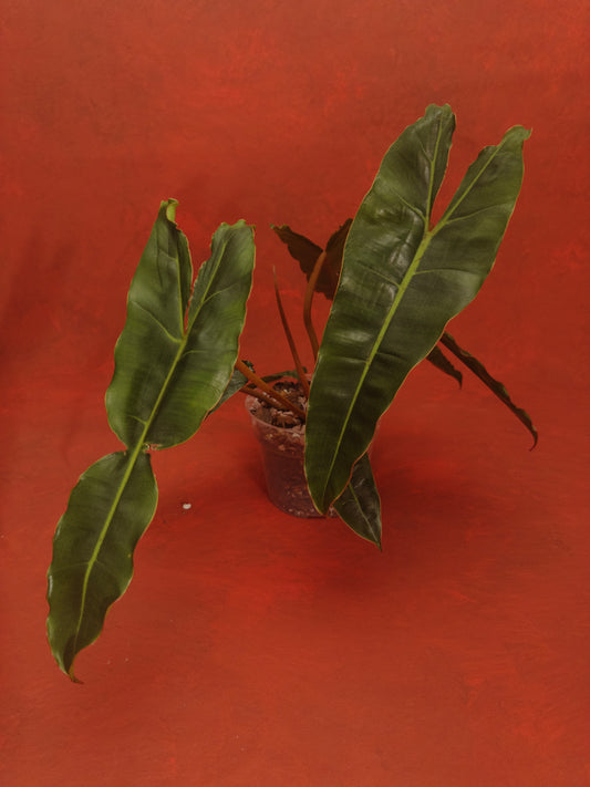 Philodendron  Billietiae