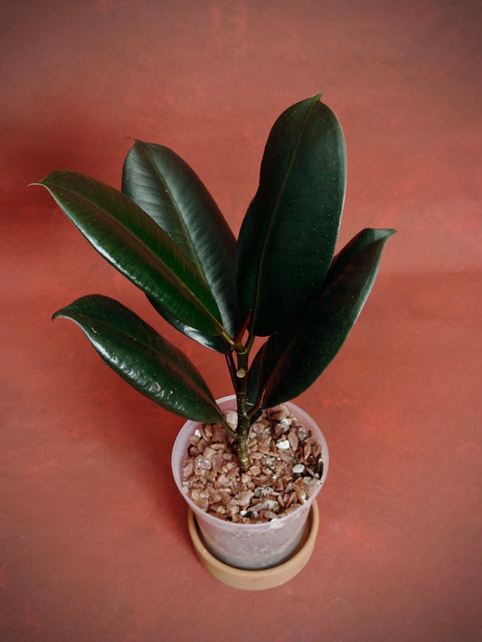 Ficus Burgundy