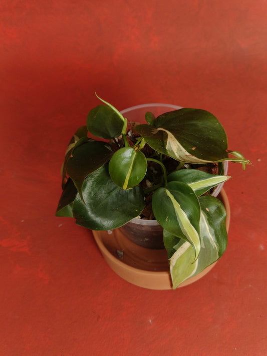 Pothos Brazil