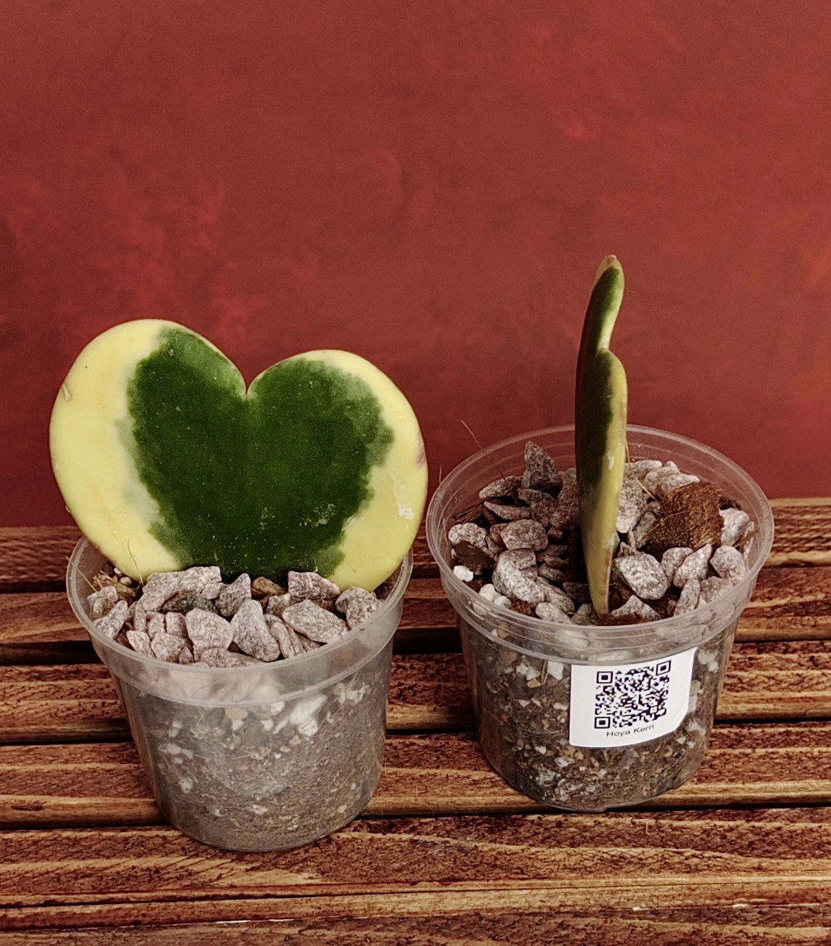 Hoya Kerri Heart Variegated