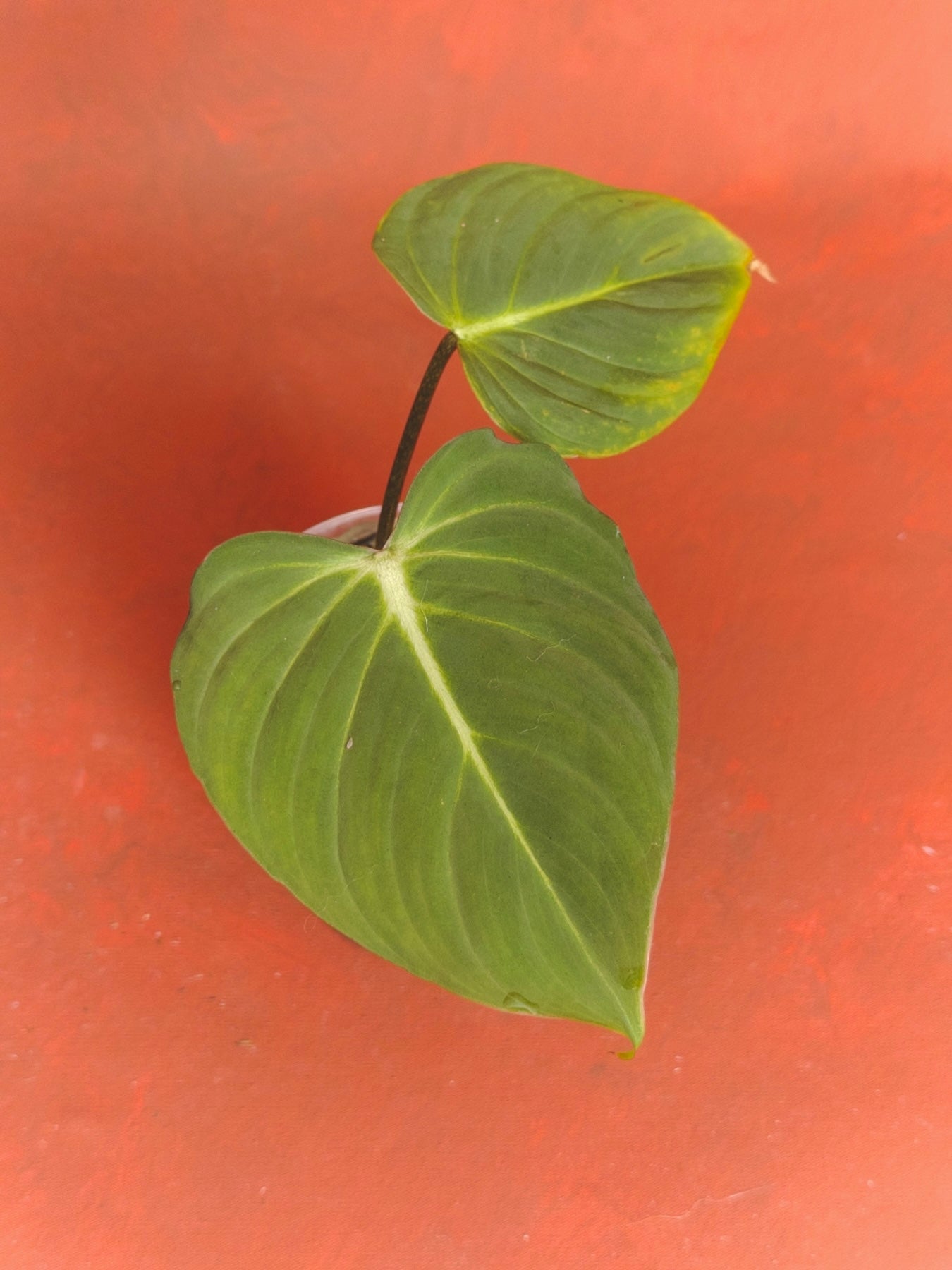 Philodendron Gloriosum