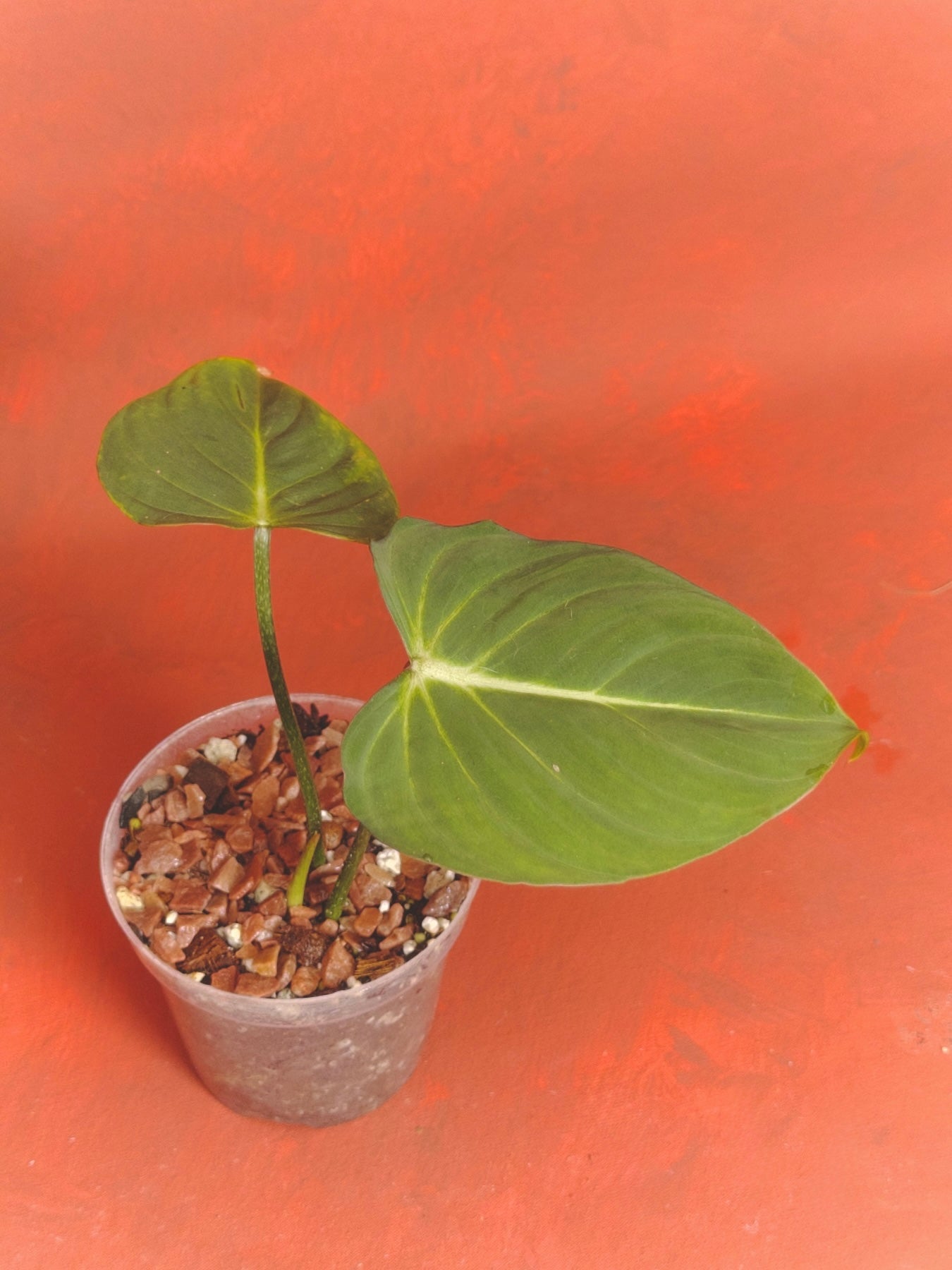 Philodendron Gloriosum