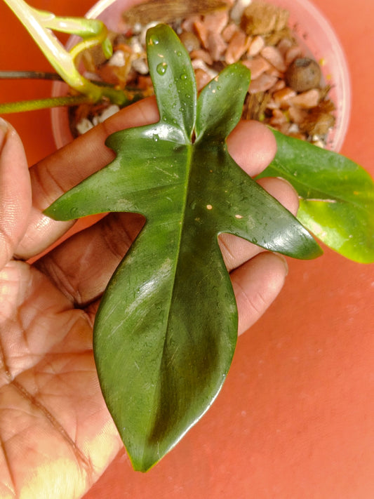 Philodendron Florida Beauty